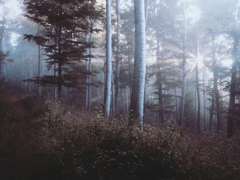 客服云<br>智能应答与工单分流系统